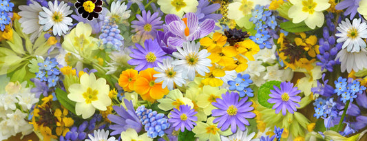 ¿Qué mensaje esconde el color de cada flor?