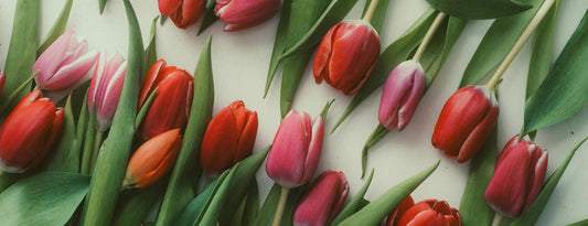 Prolonga la vida de tus flores: consejos para que se mantengan frescas y radiantes